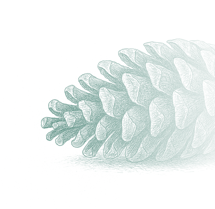 Decorative pine cone